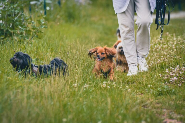 Dogsitter per cuccioli a Busto Arsizio: socializzazione sicura