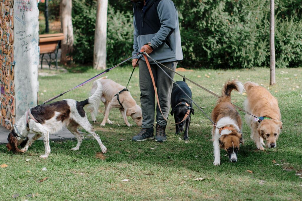 Cosa Fa un Dogsitter a Busto Arsizio? Tutti i Servizi di MagicWalk
