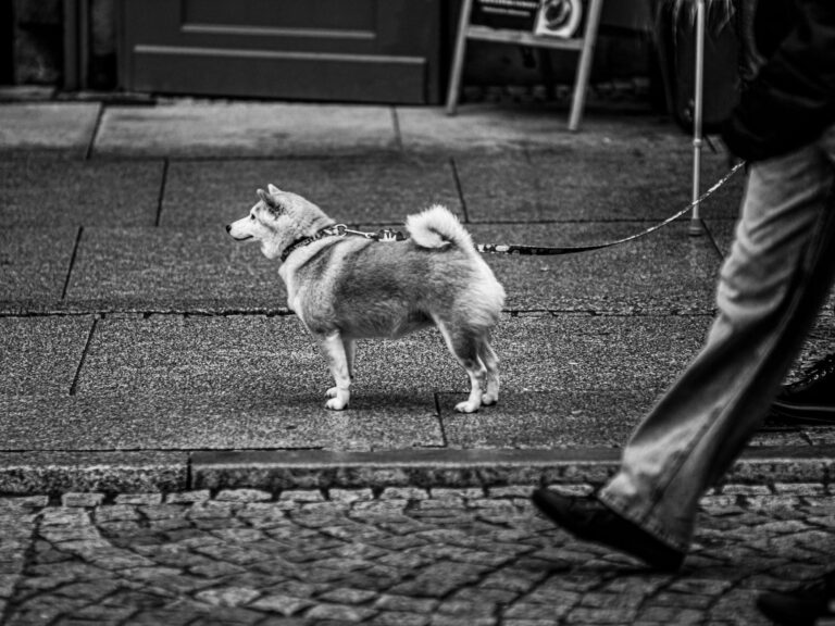 Passeggio Cani a Busto Arsizio: Affidati a MagicWalk
