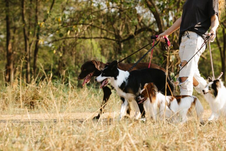 Dog sitting a Busto Arsizio: la storia di un ritorno sereno