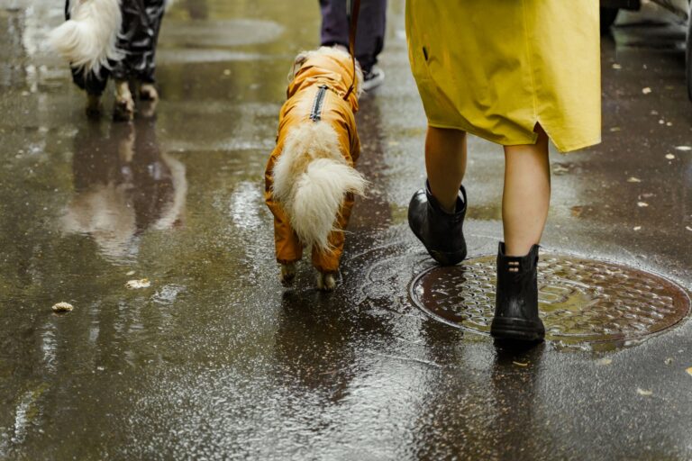 Costi Dogsitter a Busto Arsizio: Guida ai Prezzi Reali