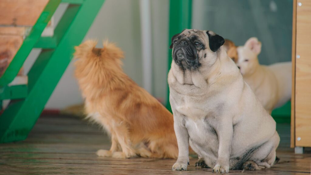 3 Alternative alla Pensione per Cani a Busto Arsizio