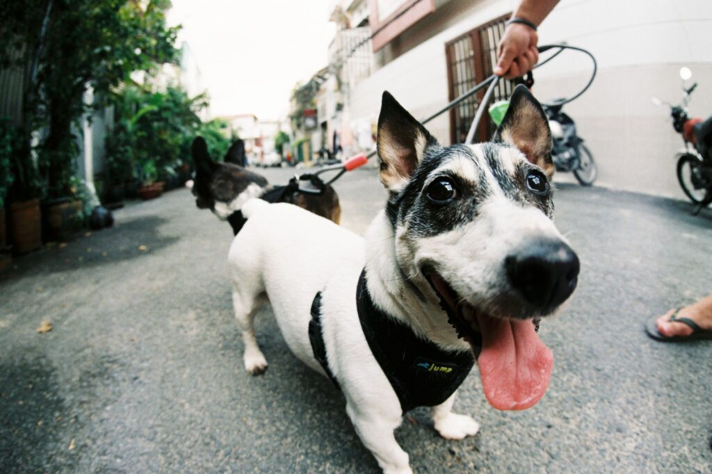 Dogsitter a Busto Arsizio per cani timidi, paurosi e con ansia