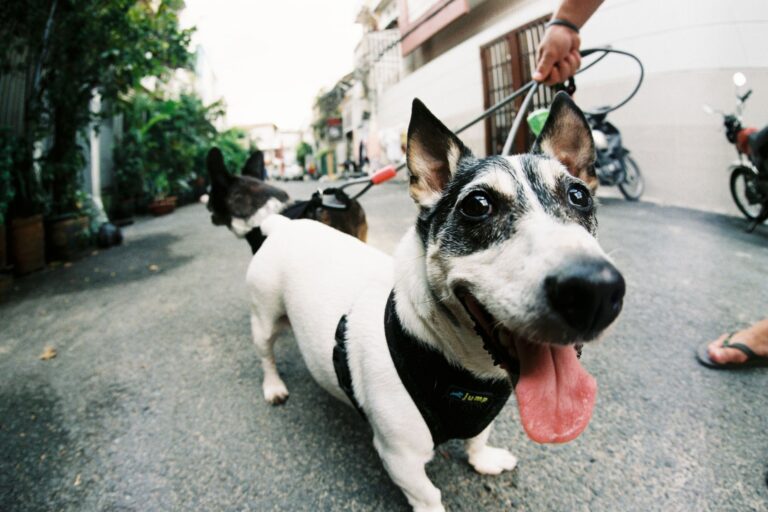 Dogsitter a Busto Arsizio per cani timidi, paurosi e con ansia