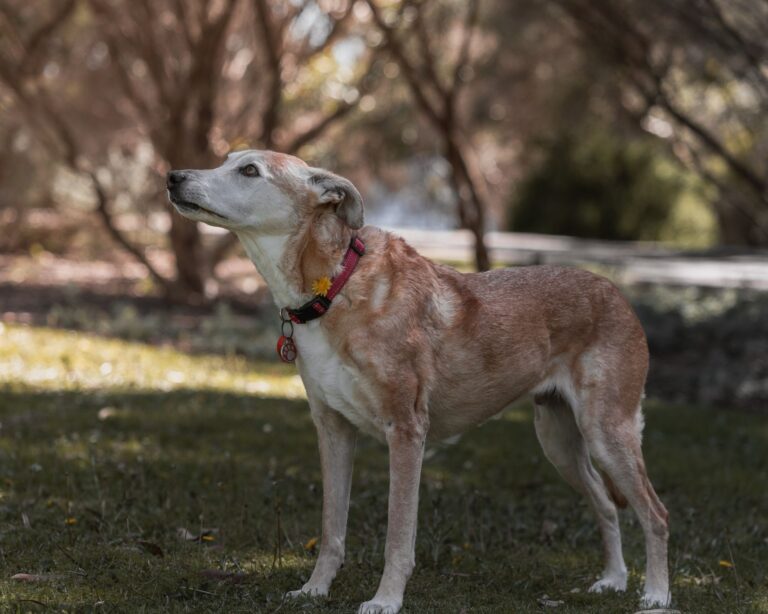 Dogsitter per Cani Anziani a Busto Arsizio: Cura Dedicata con MagicWalk