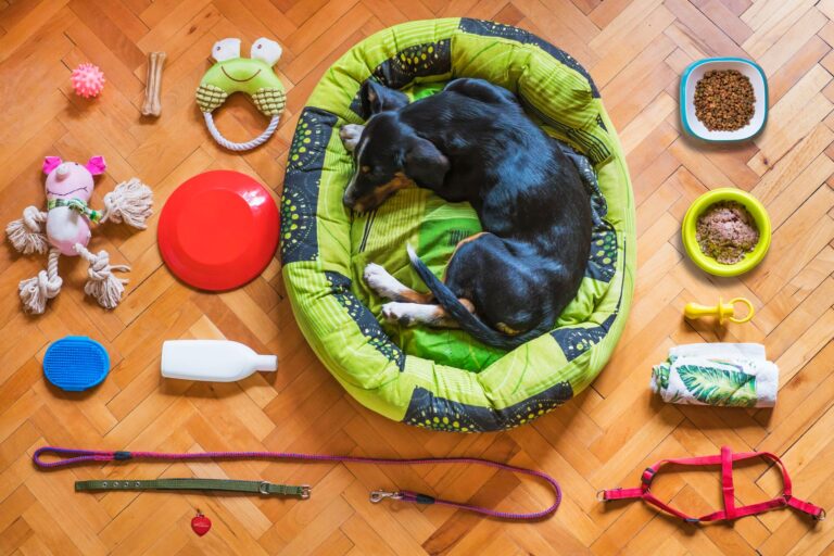 Primo giorno con il dogsitter: cosa serve per far sentire il cane al sicuro