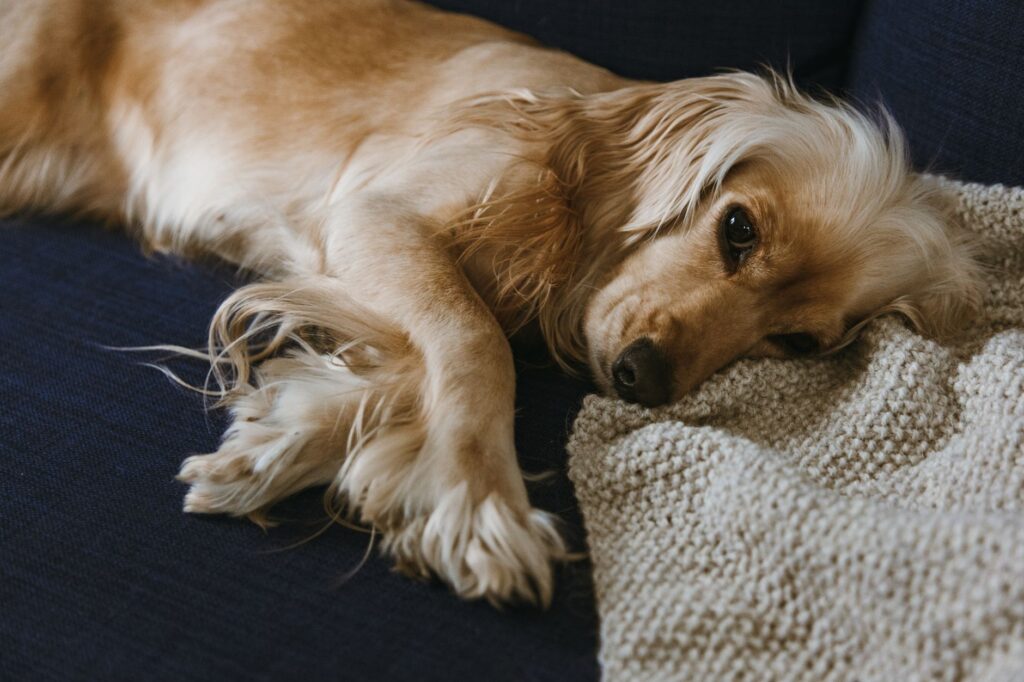 Dogsitter nel Weekend a Busto Arsizio: Sempre Disponibili per Te