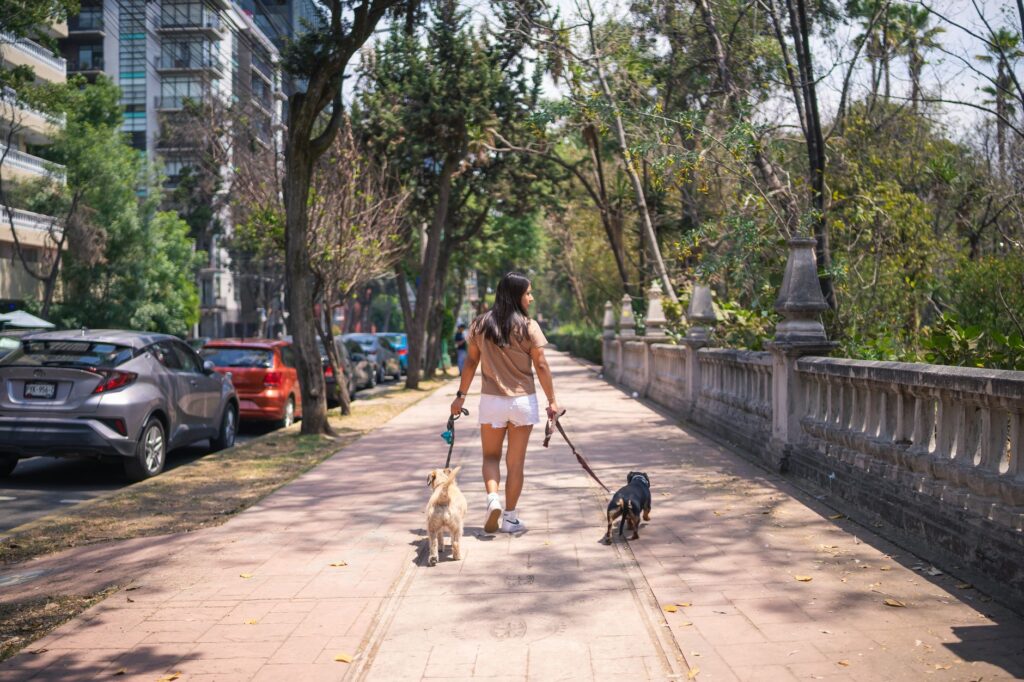 Differenza tra dog walker e dogsitter: quale serve al tuo cane?